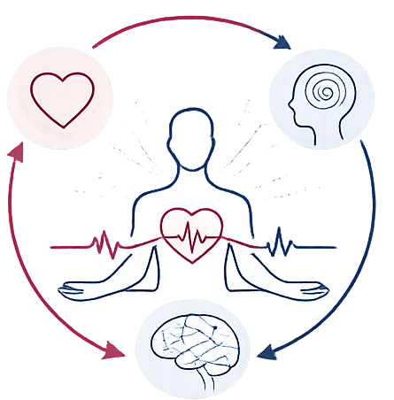 The image shows that our psychophysiology, the interaction of the heart, brain, and mind, that can be influeced through self-regulation exercise such as HRV biofeedback and mindfulness.