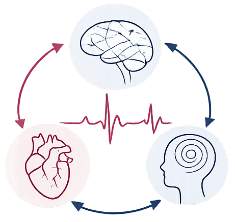 The image depicts the core of psychophysiology: The heart, brain, and mind constantly interact. Measuring heart rate variability (HRV) reveals autonomic nervous system processes that are intertwined with brain activity and shape human cognition and emotion.