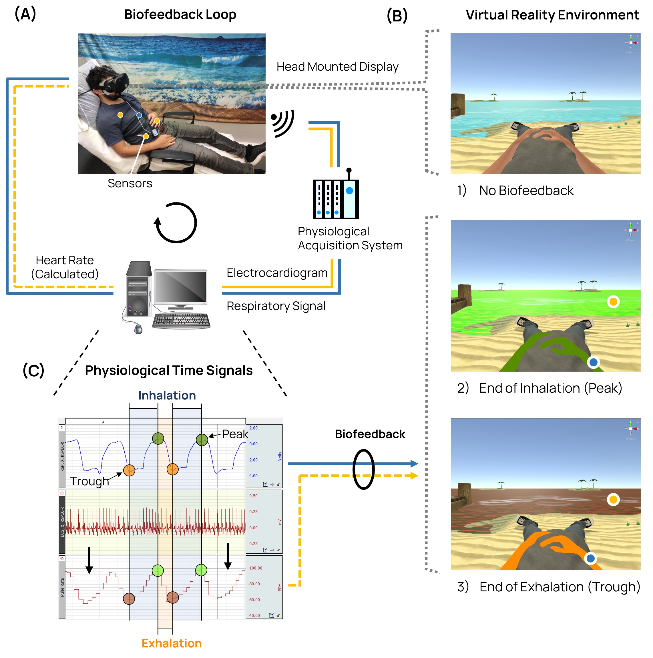 The image shows the setup of the virtual reality-based HRV biofeedback system used for the BIOTRAC research studies. Respiratory and cardiac signal were recorded and displayed in real time by elements of the virtual environment of a beach. The color of the sea reflected the beat-to-beat heart rate while the avatars body color reflected repiration amplitude. By adapting slow rythmic breathing the user could increase the variability in the heart rate.
